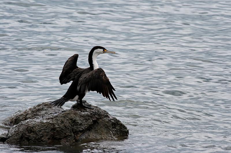 2007 04 23 Coromandel Peninsula 001_DXO.jpg